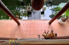 Wooden stilt house for rent in Ngoc Thuy, Long Bien